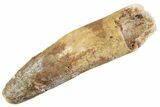 Fossil Spinosaurus Tooth - Feeding Worn Tooth #368129-1